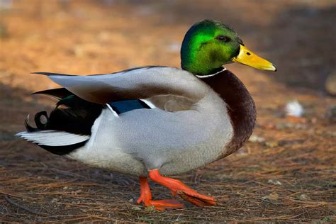 a male duck figgerits|Figgerits To walk like a duck Answer .